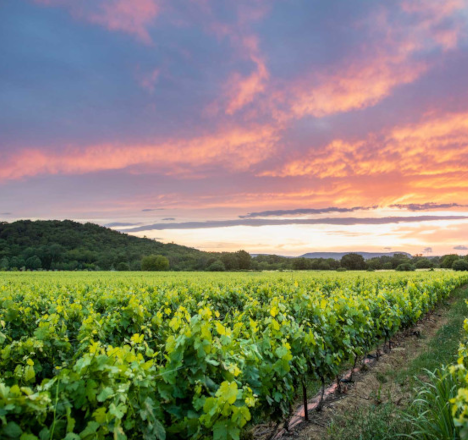 Vignobles ensoleillés et collines verdoyantes dans la Vaunage, près de Nîmes